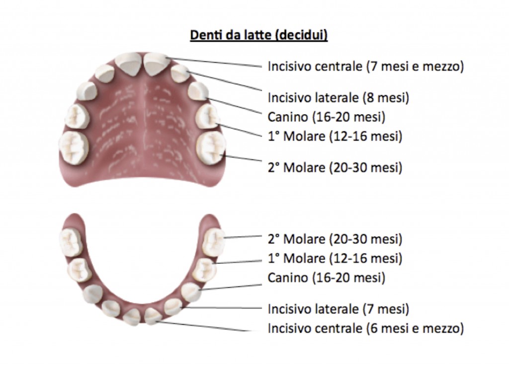 denti da latte