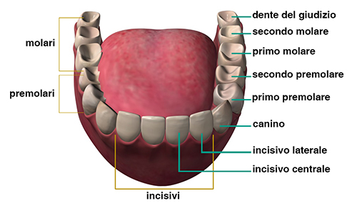 denti 