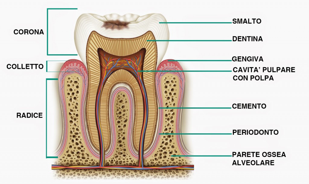 parti denti